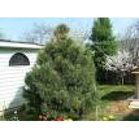 Сосна корабельная